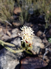 Lachnaea naviculifolia