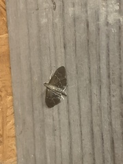 Pilocrocis ramentalis