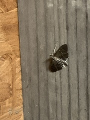 Pilocrocis ramentalis