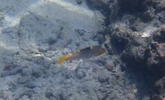 Halichoeres hortulanus