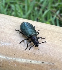 Lagria villosa