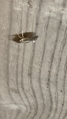 Pilocrocis ramentalis