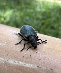 Lagria villosa