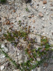 Wahlenbergia subulata