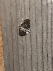 Pilocrocis ramentalis