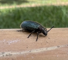 Lagria villosa