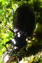 Platyninae