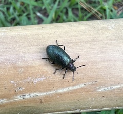 Lagria villosa