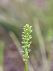 Microtis parviflora