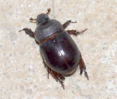 Temnorhynchus retusus