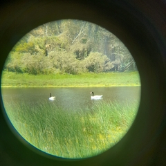 Cygnus melancoryphus