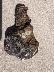Pyura stolonifera
