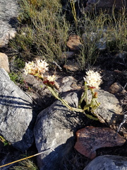 Lachnaea naviculifolia