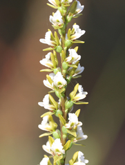 Prasophyllum spicatum