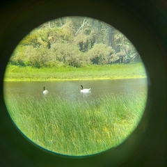 Cygnus melancoryphus
