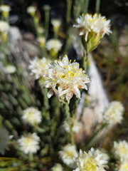 Lachnaea naviculifolia