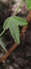 Passiflora suberosa litoralis