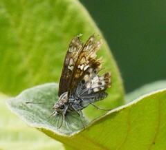 Caprona ransonnettii