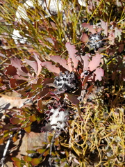 Leucadendron arcuatum