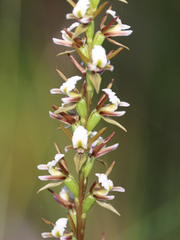 Prasophyllum odoratum