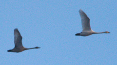 Cygnus columbianus bewickii