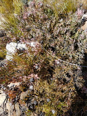 Leucadendron arcuatum