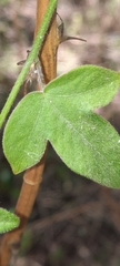 Passiflora suberosa litoralis