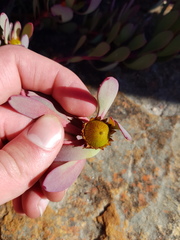 Leucadendron arcuatum