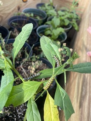 Danaus
