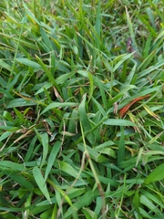 Stenotaphrum secundatum