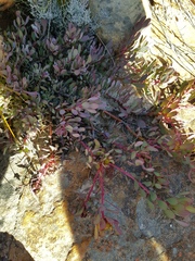 Leucadendron arcuatum