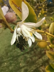 Apis mellifera scutellata