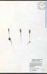 Ophioglossum pusillum