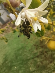 Apis mellifera scutellata