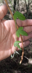 Passiflora suberosa litoralis