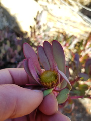 Leucadendron arcuatum