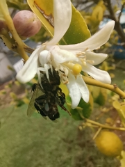 Apis mellifera scutellata