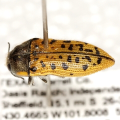 Acmaeodera princeps