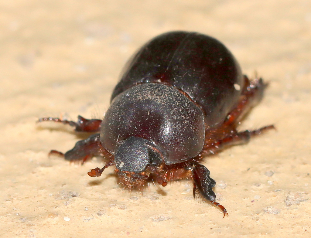 Cape Flatface Rhino Beetle