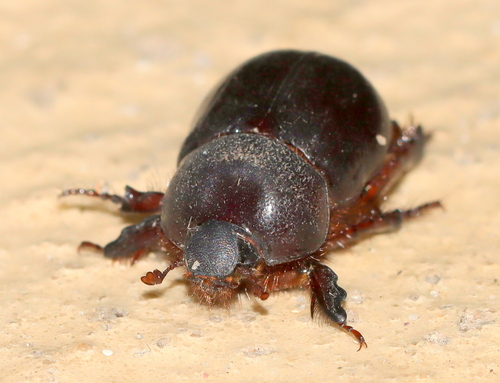 Cape Flatface Rhino Beetle