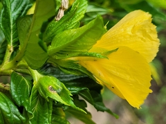 Turnera ulmifolia