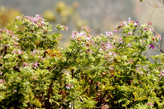 Pelargonium