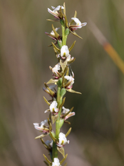 Prasophyllum odoratum