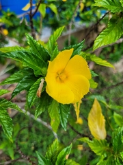 Turnera ulmifolia