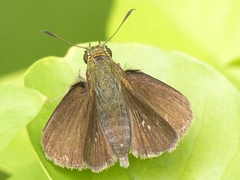 Euphyes vestris