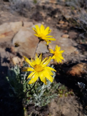 Euryops othonnoides