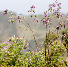 Polygala fruticosa