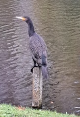 Phalacrocorax carbo
