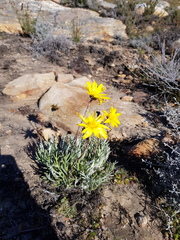 Euryops othonnoides