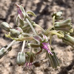 Ledebouria apertiflora image
